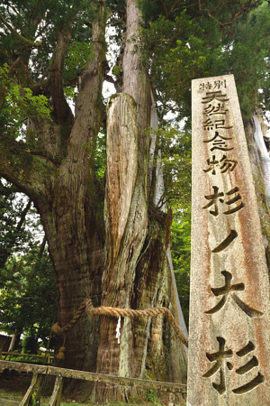 杉の大杉の写真