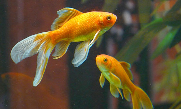 金魚の画像