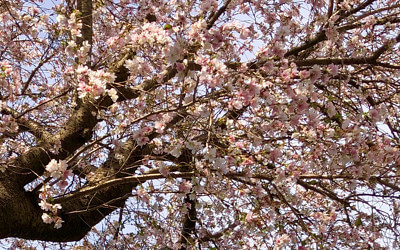 桜の写真