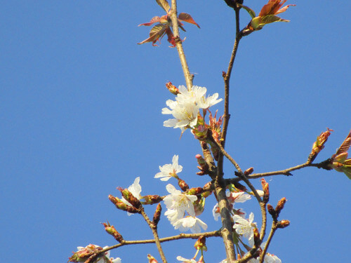 山桜の写真