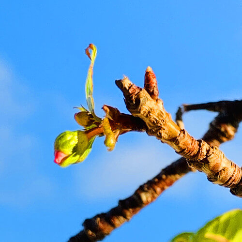 ヒマラヤ桜の写真