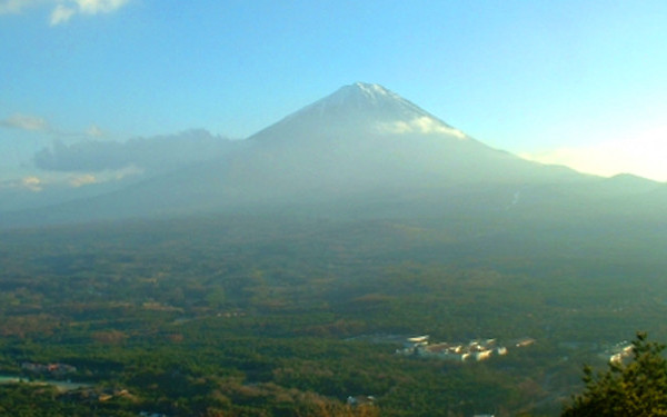富士の樹海の写真