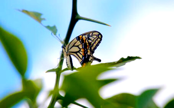 アゲハ蝶の写真