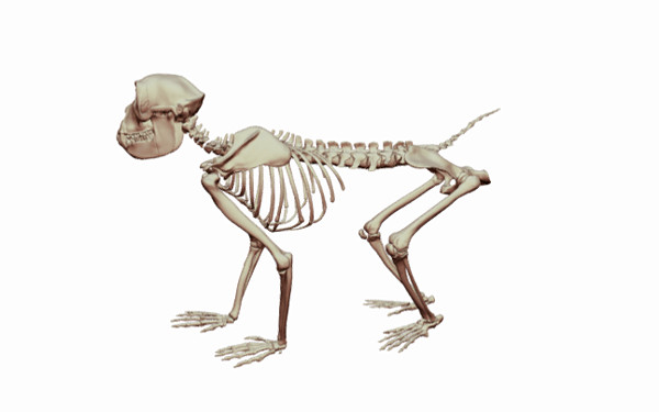 サルの骨格の画像