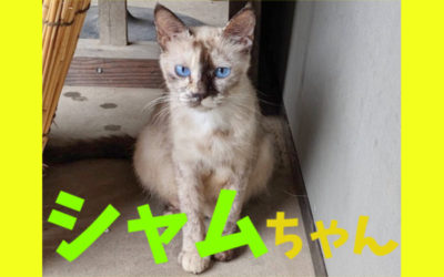 じゅんさんの愛猫(シャムちゃん)の写真