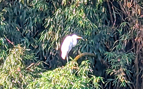 白鷺の投稿写真