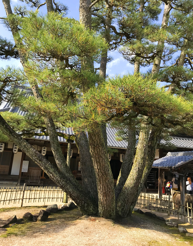 大願寺の写真