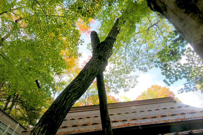 新屋山神社の写真