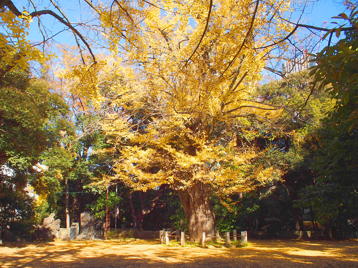 赤坂氷川神社