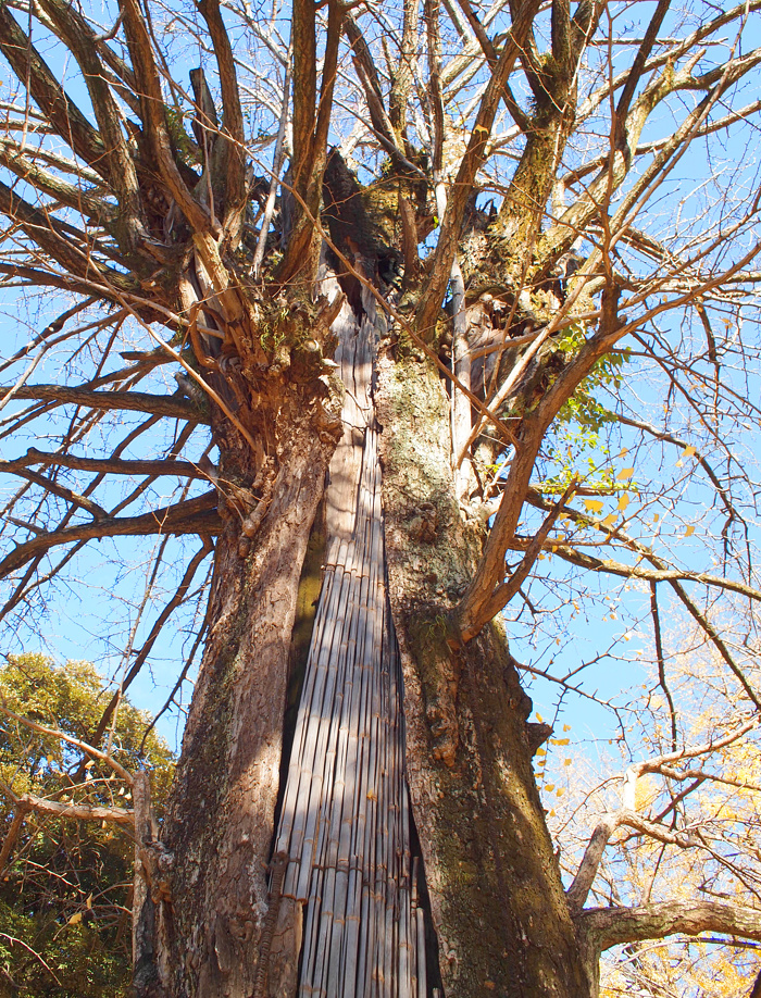 赤坂氷川神社