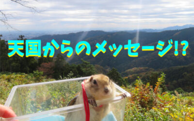 不思議な光の写真