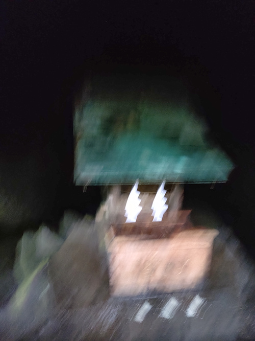 樹海の写真